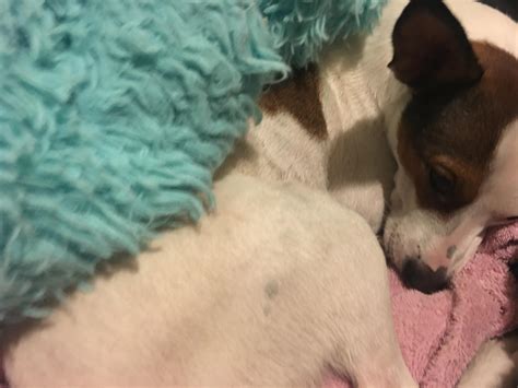 why is dog weak for beginners 4