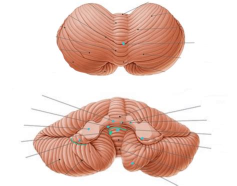 Cerebellum Topography Quiz