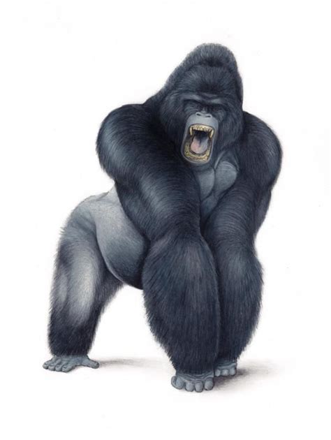 silverback gorilla drawing  paintingvalleycom explore collection
