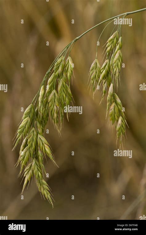 Bromus secalinus hi-res stock photography and images - Alamy