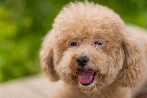 From French Courts to Global Hearts: Tracing the Elegant History of the Poodle Breed - Dress Up