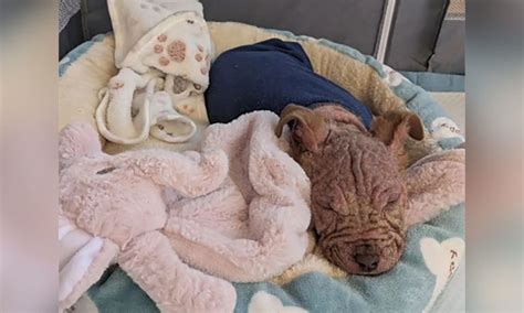 Puppy Found Suffering From Mange & Covered in Writing at Homeless