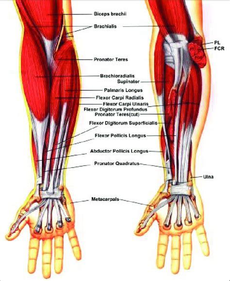 The muscles of the forearm. | Download Scientific Diagram