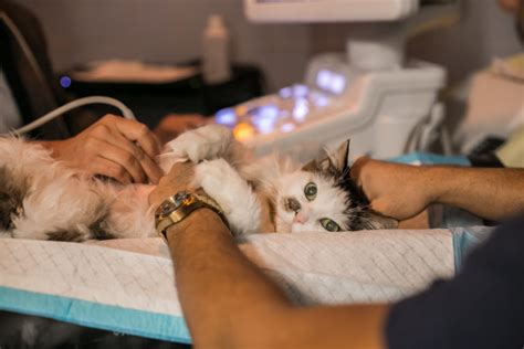 Spaying & Neutering in Dogs - The Animal Medical Center