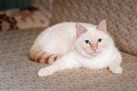 Тайская кошка: самое полное описание с фото и видео | Pet7