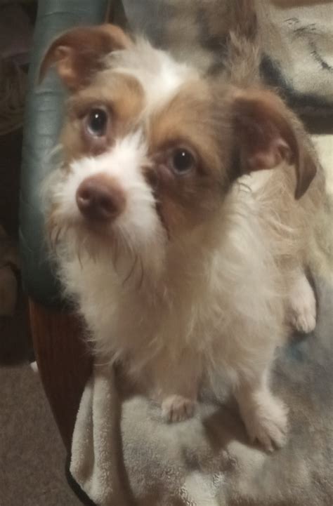 Chihuahua Mix Breeds List