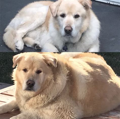 Golden retrievers year-long weight loss transformation is shocking