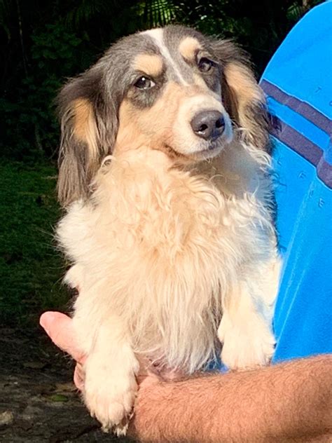 Dachshund puppies near me | Austin TX