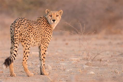 Apex Predators: 20 Animals That Are On Top Of The Food Chain - WhatDeWhat
