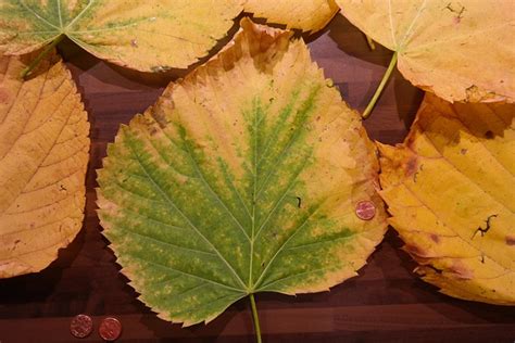Mountain Elm Leaves Size - Free photo on Pixabay - Pixabay