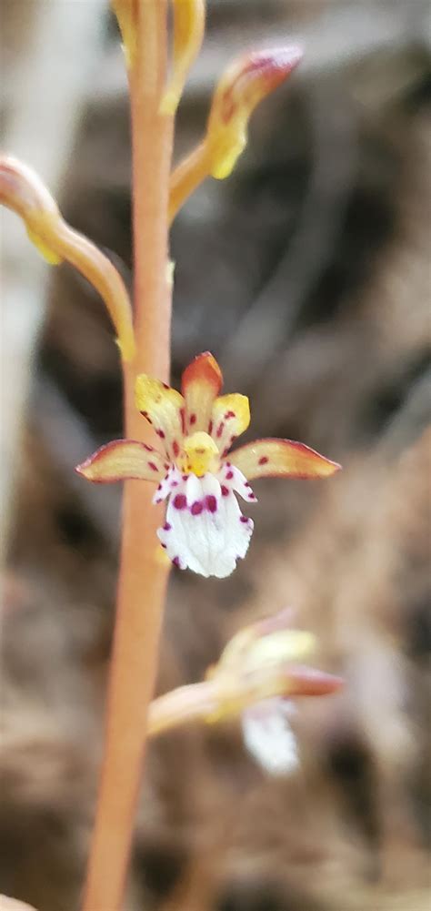 Coralroot orchid off of hwy 35 in May : r/Ceanothus