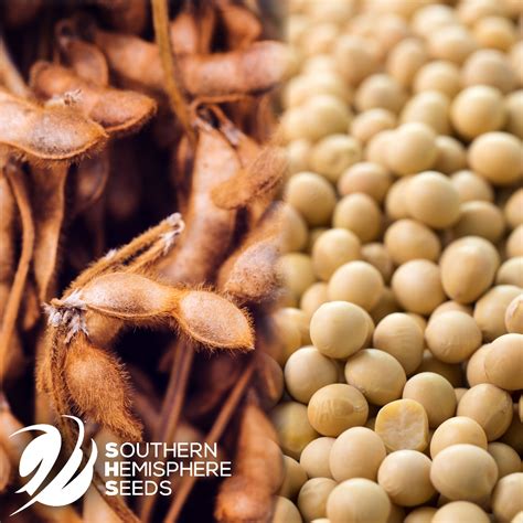Soya bean crop rotation... - Southern Hemisphere Seeds - SHS