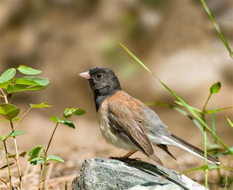 Meet the Dark-eyed Junco — Sacramento Audubon Society