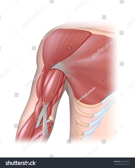 Arm Muscles Anterior Compartment Unlabeled 스톡 일러스트 229583677