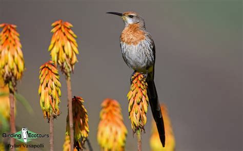 Nectar-feeding Birds | Learn some amazing info with Chris