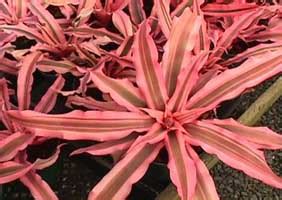 Как особо эффектные представители семейства бромелиевых (Bromeliaceae ...