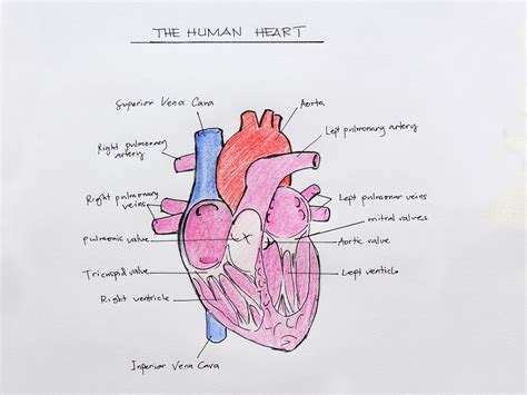 Anatomical Drawing Heart at GetDrawings | Free download