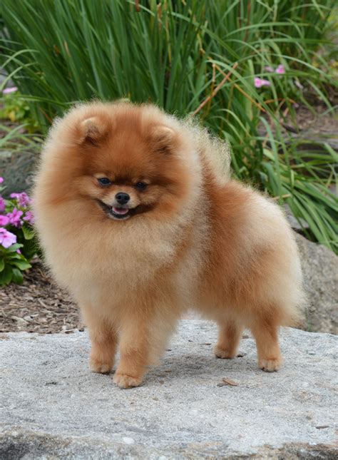 Pomeranian Puppies