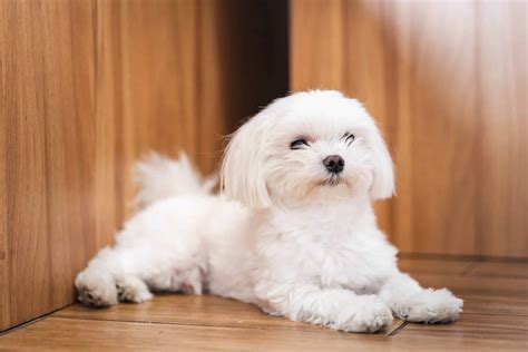 maltese costs  purchase cost vet bills