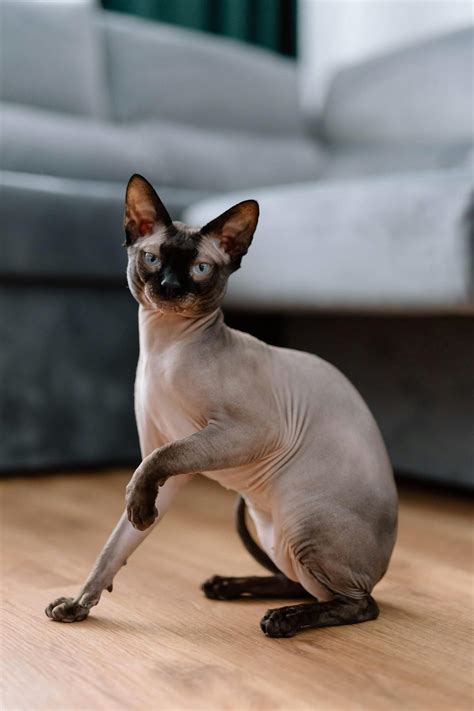 Sphynx Cat Photos, Download The BEST Free Sphynx Cat Stock Photos & HD