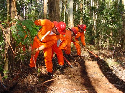 Silvicultura: Características, Benefícios e Manejo Florestal Sustentável