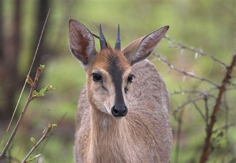 Duiker - Alchetron, The Free Social Encyclopedia