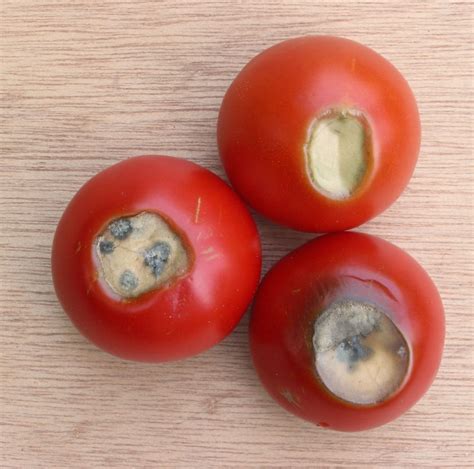 Best 12 How To Prune Tomato Plants – Artofit
