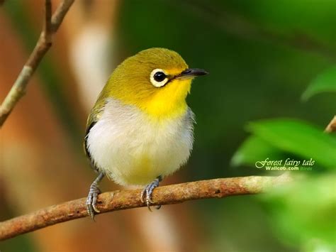 cute stuff cute birds