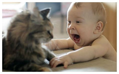 adorable  funny   kids  animals