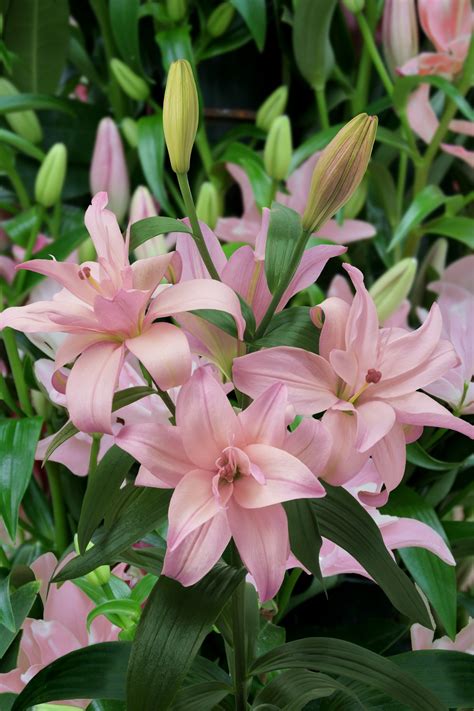 Bentley - lily bulb