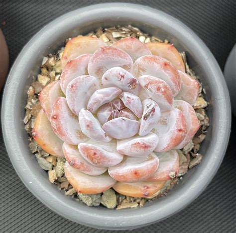 Echeveria ‘Orange Monroe’ just… not growing? I received this plant ...