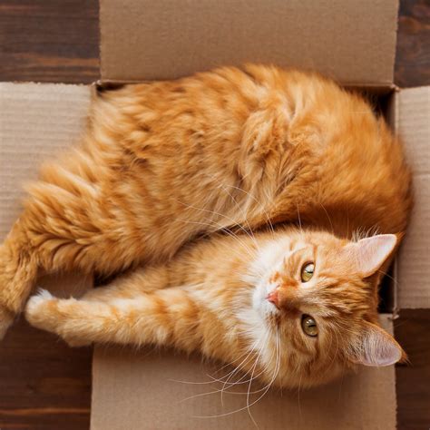 Do Cats Really Have 9 Lives? What You Should Know About Your Cat's