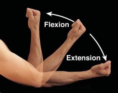 elbow flexion  extension