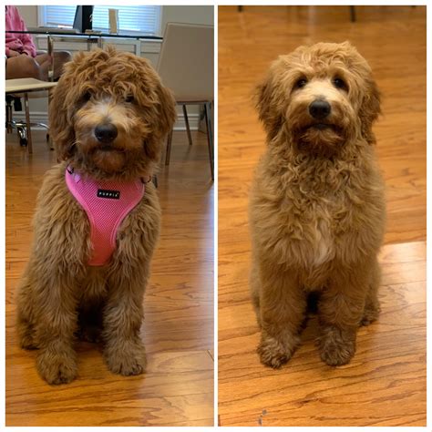 What Is A Goldendoodle Puppy Cut