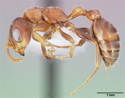 Acacia Ant | All Species Wiki | Fandom