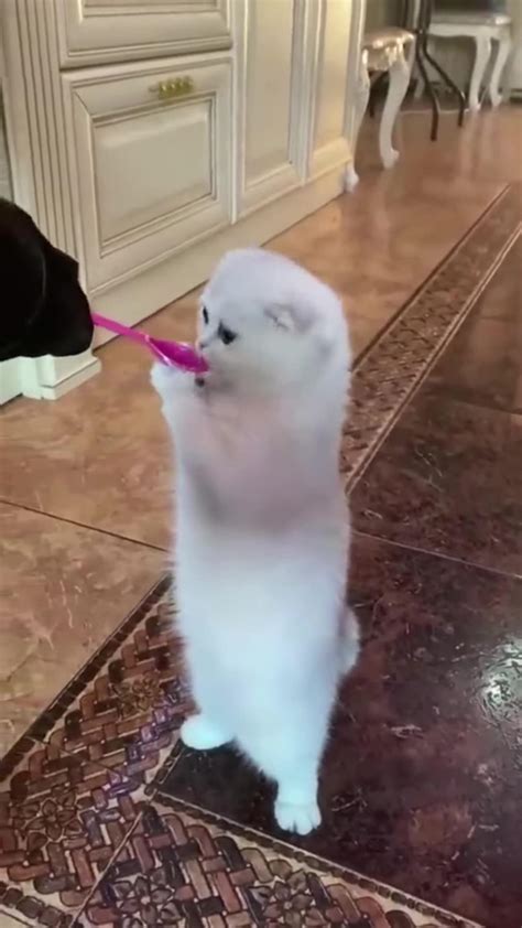 funny animal shorts 2025 8