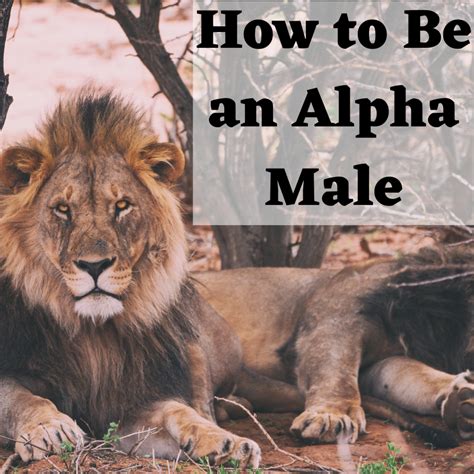 alpha male personality ddvlne