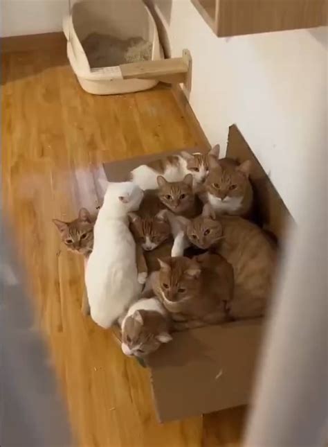 Catbox : r/Awww