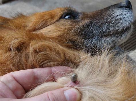 Acabar Com Carrapato Em Cachorro - 5 dicas de como acabar com carrapatos - Blog Pet