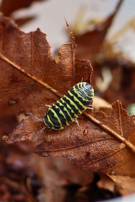 The Best Small Terrarium Pets (10+ Exotic Animals to Keep)