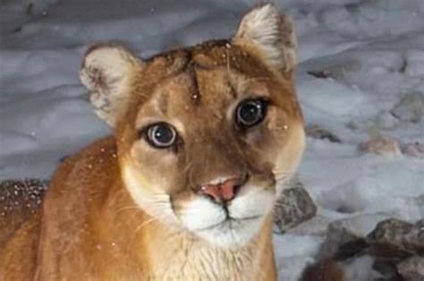Mountain Lion 🤝 Cats : r/cats