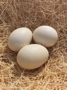 Proto-Onagadori Chickens For Sale | Feather Lover Farms