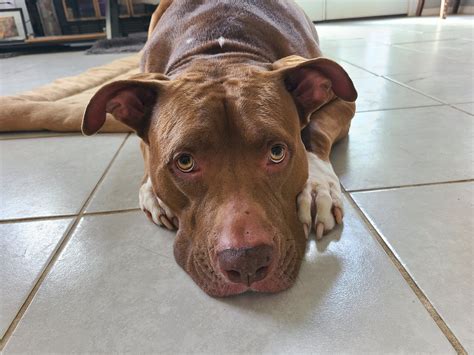 This is Veronica and pretty soon she'll take a nap. : r/velvethippos