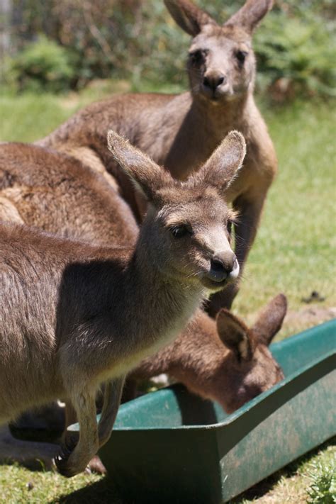 fotos gratis fauna silvestre zoo mamifero canguro wallaby