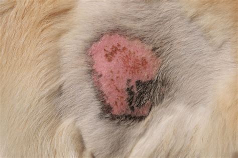 Ferida De Pulga Em Cachorro - Pulgas em Cães: Tudo o Que Você Precisa Saber!! - My Blog