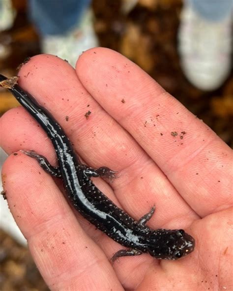 Chattahoochee Nature Center (@chattahoocheenaturecenter) • Instagram