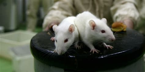 Researchers Use Cocaine-Addicted Rats to Pinpoint Potential Addiction
