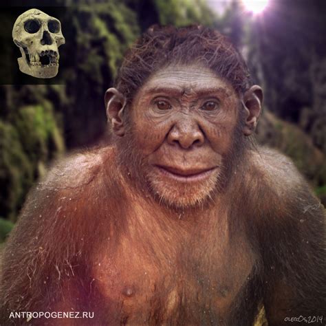 Homo rudolfensis | Человек рудольфийский (рудольфский) - Антропогенез.РУ