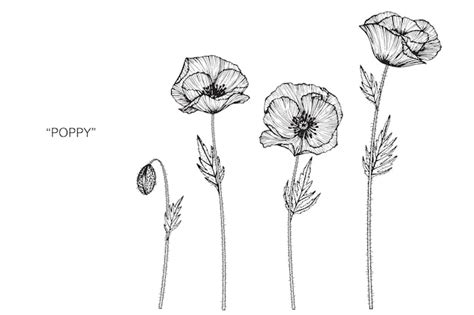 Premium Vector | Poppy flower drawing illustration