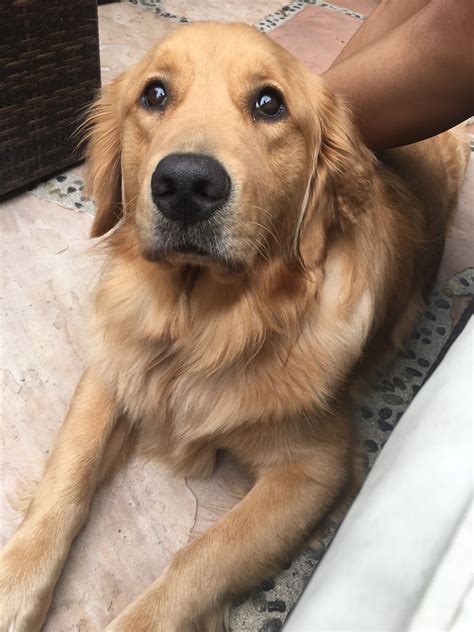 √√ Miniature Golden Retriever Colorado USA - Buy Puppy In Your Area